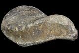 Fossil Hadrosaur Phalanx - Aguja Formation, Texas #76734-2